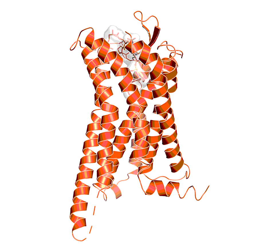 Structure of the complex of the human Bradykinin-1 (B1) receptor