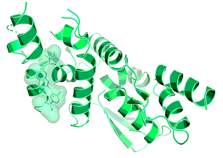 BCL6-BTB dimer with BI-3802, as observed by X-ray.1 BI-3802 binds at the interface of two monomers (monomers are shown in green and grey).