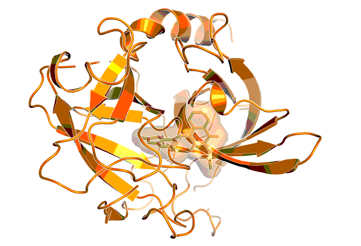 Figure 3: Chymase in complex with a close analog of BI-1942 (Boehringer Ingelheim internal structure).