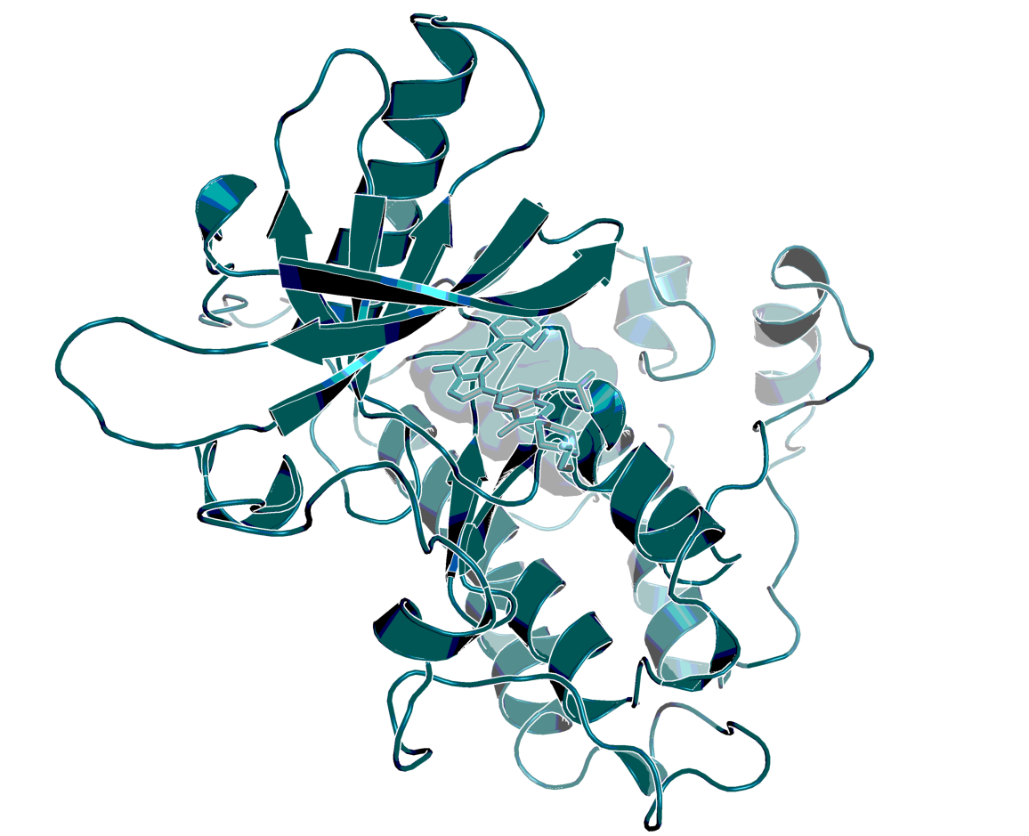 3D structure of EGFR in complex with BI-8128, based on an in-house X-ray structure with a highly related inhibitor.L