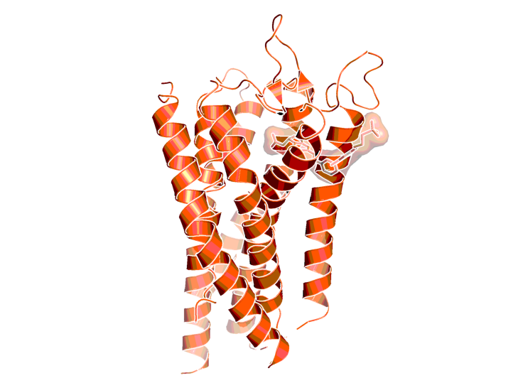 3D structure of a class A GPCR (GPR40, 4phu.pdb)