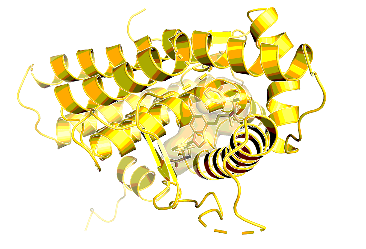 Human glucocorticoid receptor with bound agonist (PDB code: 3k23)