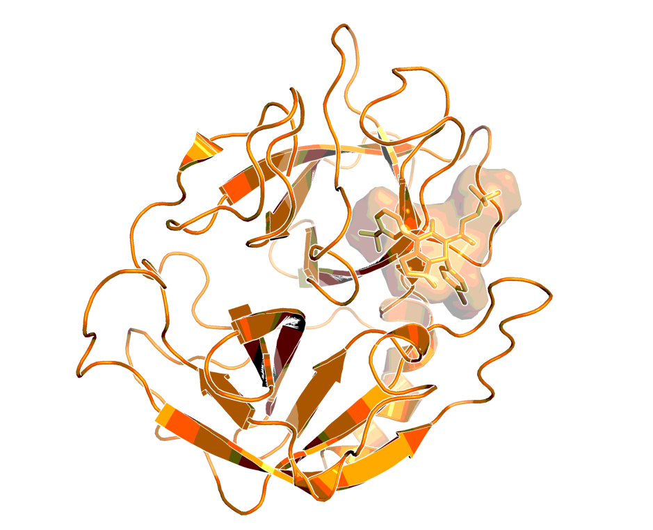 Structure of hNE in complex with dihydropyrimidone inhibitor BAY-678 (PDB ID 5A0A)