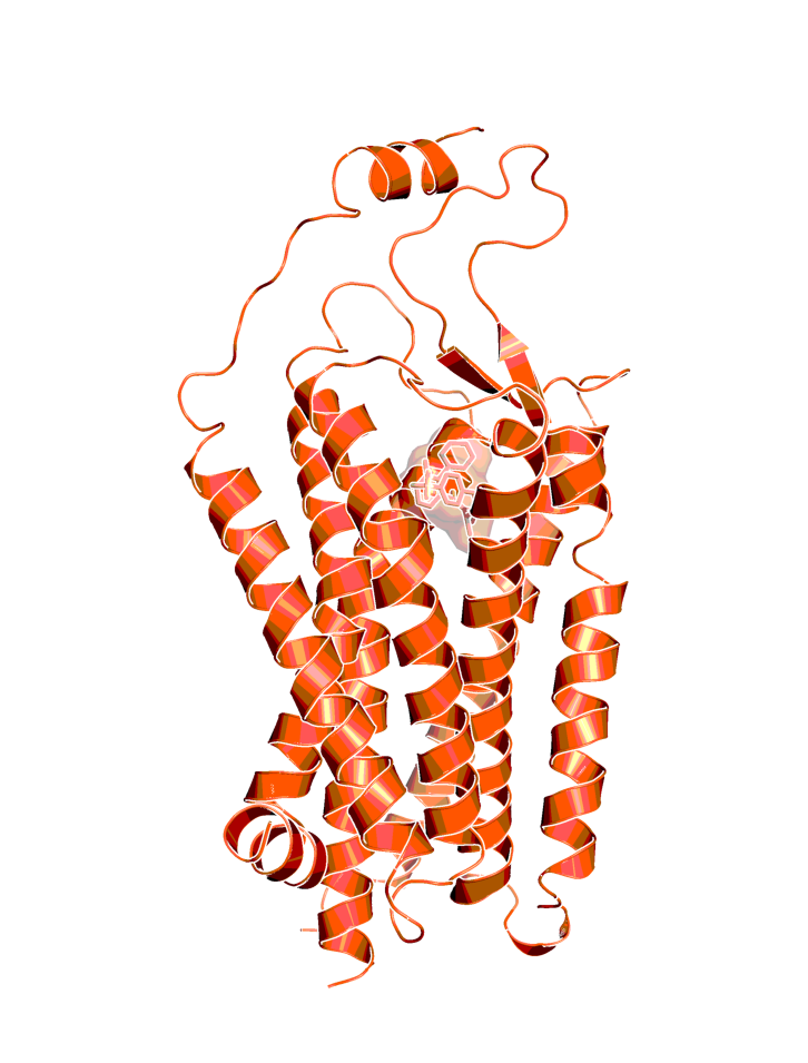 Model of the binding mode of BI-5121 in the orthosteric pocket of orexin receptor type 1 (OX1R).