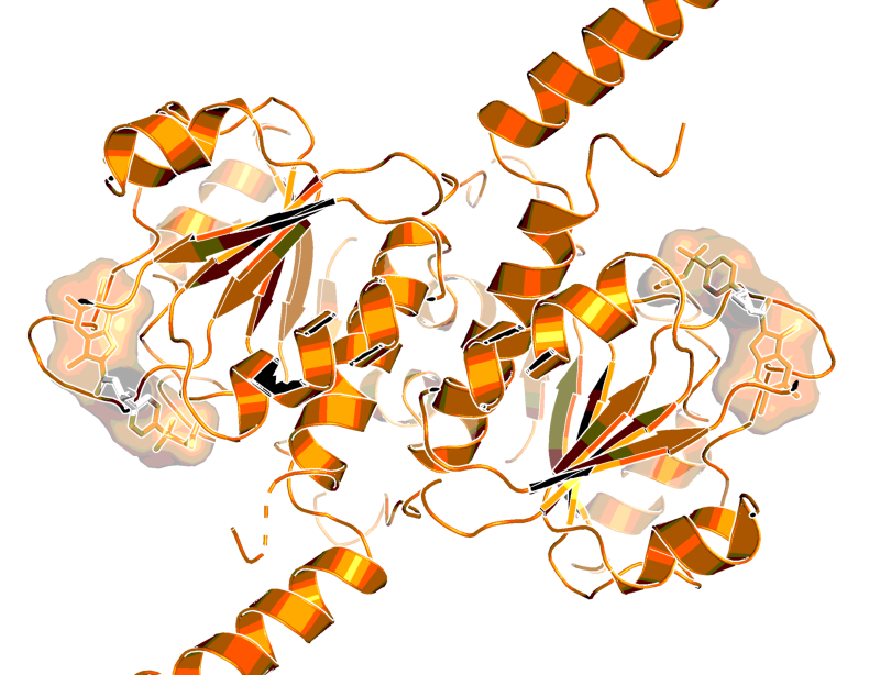 BI-4924 bound to PHGDH (PDB code: 6RJ6)