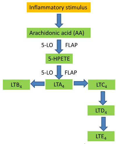 Leukotriene (LT) Pathway