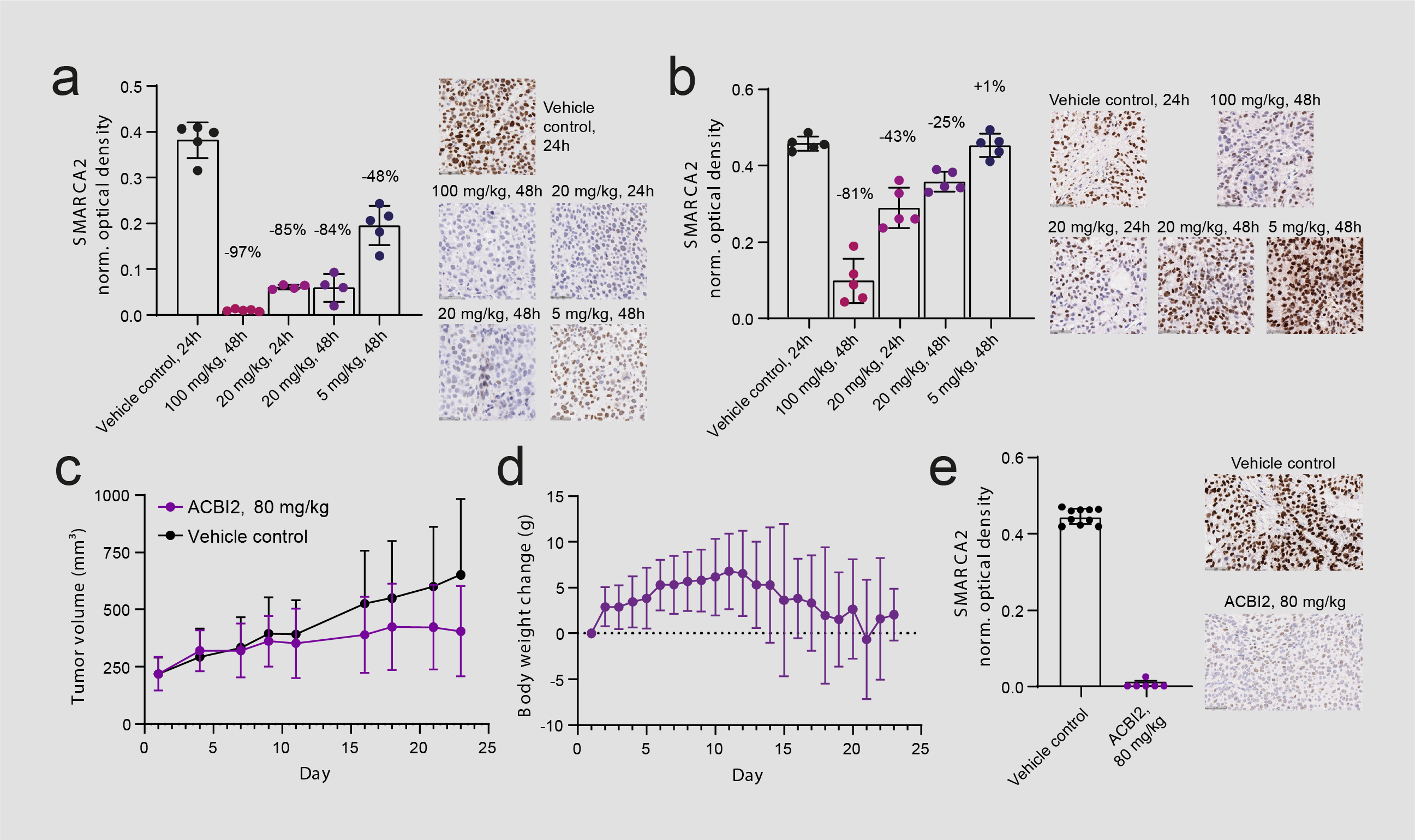 NCI-H1568 or b. A549 tumor bearing mice were treated orally with ACBI2 (n = 5 animals per group).