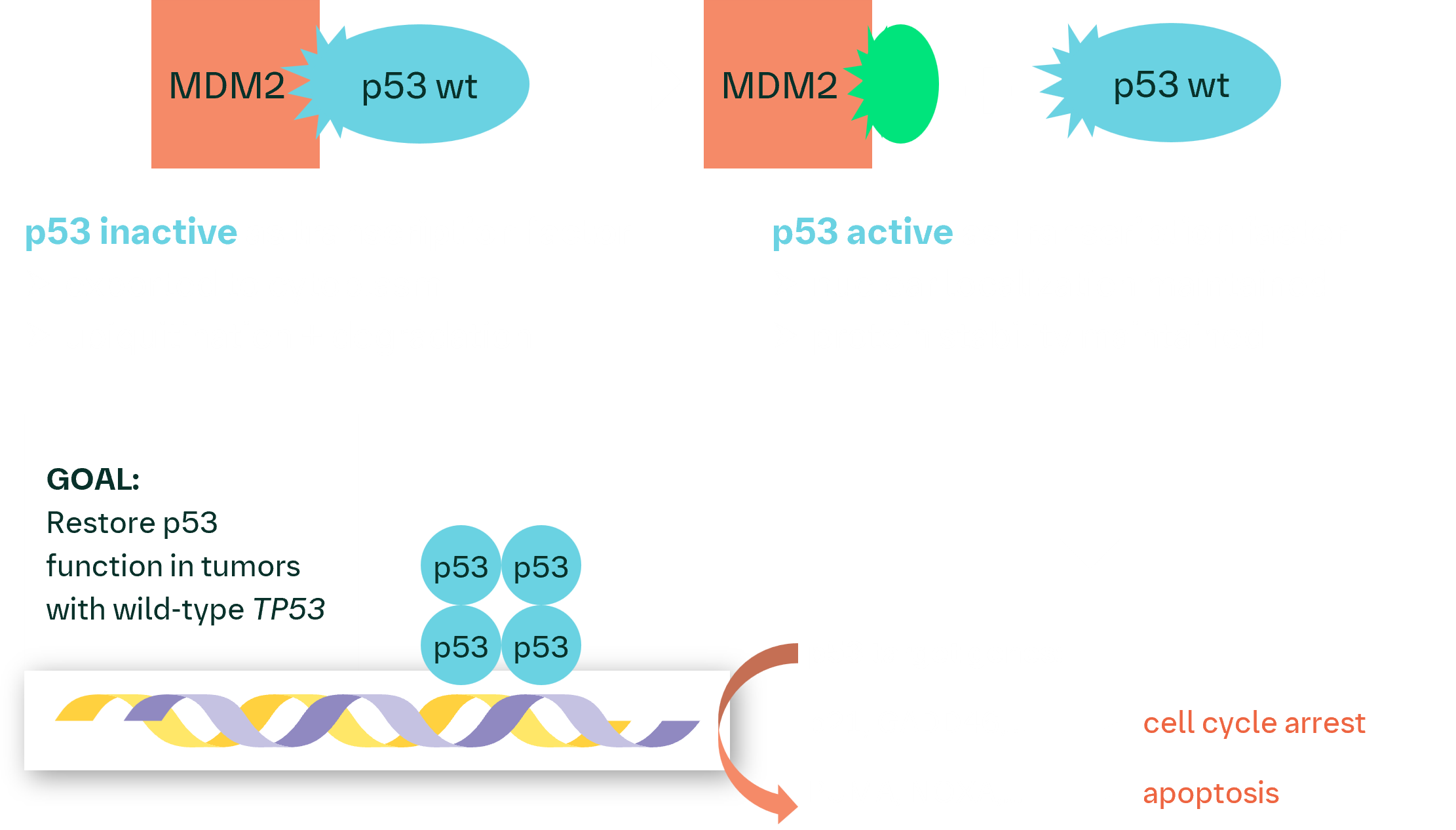 Mechanism of action of BI-0282