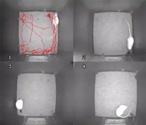 Screenshot of a video file