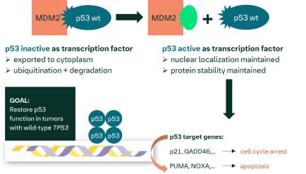 Mechanism of action of BI-7828